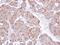 Prosaposin antibody, NBP1-33459, Novus Biologicals, Immunohistochemistry frozen image 