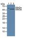 Fumarate Hydratase antibody, LS-C717357, Lifespan Biosciences, Western Blot image 