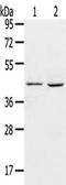 Adrenoceptor Beta 3 antibody, TA351441, Origene, Western Blot image 