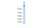 Zinc Finger Protein 251 antibody, PA5-41417, Invitrogen Antibodies, Western Blot image 