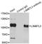 L3MBTL Histone Methyl-Lysine Binding Protein 3 antibody, LS-C346334, Lifespan Biosciences, Immunoprecipitation image 