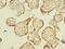 Uncharacterized protein C16orf48 antibody, CSB-PA867120LA01HU, Cusabio, Immunohistochemistry paraffin image 
