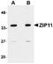 Zinc transporter ZIP11 antibody, orb75135, Biorbyt, Western Blot image 
