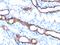 Cadherin 16 antibody, GTX34583, GeneTex, Immunohistochemistry paraffin image 