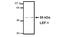 Lymphoid Enhancer Binding Factor 1 antibody, AM05261PU-N, Origene, Western Blot image 