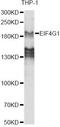 Eukaryotic Translation Initiation Factor 4 Gamma 1 antibody, LS-C746849, Lifespan Biosciences, Western Blot image 