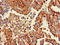 Wnt Family Member 5A antibody, CSB-PA026138LA01HU, Cusabio, Immunohistochemistry frozen image 