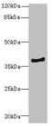 ELMO Domain Containing 1 antibody, LS-C675710, Lifespan Biosciences, Western Blot image 
