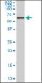 Apoptosis Antagonizing Transcription Factor antibody, orb375621, Biorbyt, Western Blot image 