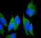 Claudin 18 antibody, A09129-1, Boster Biological Technology, Immunofluorescence image 