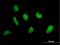 E1A Binding Protein P400 antibody, H00057634-B01P, Novus Biologicals, Immunocytochemistry image 