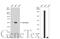 Aldehyde dehydrogenase family 1 member A3 antibody, GTX110784, GeneTex, Western Blot image 