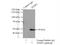 Transcription Factor Dp-2 antibody, 11500-1-AP, Proteintech Group, Immunoprecipitation image 