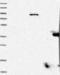 C-Type Lectin Domain Containing 16A antibody, NBP1-81805, Novus Biologicals, Western Blot image 