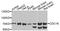 Cell Division Cycle 16 antibody, orb373565, Biorbyt, Western Blot image 