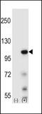 Elongin A antibody, MBS9207620, MyBioSource, Western Blot image 