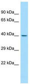 WD Repeat Domain 45B antibody, TA345271, Origene, Western Blot image 