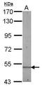 Bridging Integrator 1 antibody, PA5-34687, Invitrogen Antibodies, Western Blot image 