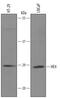 WAP Four-Disulfide Core Domain 2 antibody, AF6274, R&D Systems, Western Blot image 