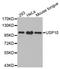 Ubiquitin Specific Peptidase 10 antibody, abx127077, Abbexa, Western Blot image 