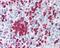 Matrix Metallopeptidase 7 antibody, 48-568, ProSci, Immunohistochemistry frozen image 