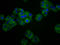 Killer Cell Immunoglobulin Like Receptor, Three Ig Domains And Short Cytoplasmic Tail 1 antibody, LS-C680726, Lifespan Biosciences, Immunofluorescence image 