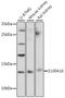 S100 Calcium Binding Protein A16 antibody, 16-470, ProSci, Western Blot image 