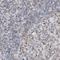 Mitochondrial RRNA Methyltransferase 3 antibody, NBP1-83845, Novus Biologicals, Immunohistochemistry paraffin image 