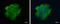 Vacuolar protein sorting-associated protein 18 homolog antibody, GTX130176, GeneTex, Immunofluorescence image 