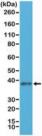 F11 Receptor antibody, MA5-27948, Invitrogen Antibodies, Western Blot image 