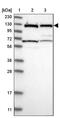 DEAD-Box Helicase 42 antibody, PA5-54802, Invitrogen Antibodies, Western Blot image 