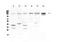 Epidermal Growth Factor Receptor Pathway Substrate 15 antibody, PA5-79216, Invitrogen Antibodies, Western Blot image 