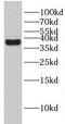 GTPase, IMAP Family Member 4 antibody, FNab03457, FineTest, Western Blot image 