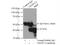 Creatine Kinase, Mitochondrial 1B antibody, 15346-1-AP, Proteintech Group, Immunoprecipitation image 