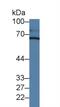 Chromogranin A antibody, MBS2027656, MyBioSource, Western Blot image 