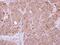 Sentrin-specific protease 8 antibody, PA5-29141, Invitrogen Antibodies, Immunohistochemistry frozen image 