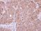 SUMO Peptidase Family Member, NEDD8 Specific antibody, PA5-29141, Invitrogen Antibodies, Immunohistochemistry frozen image 