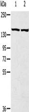 TBC1 Domain Family Member 4 antibody, CSB-PA182529, Cusabio, Western Blot image 