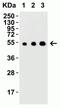 ARP antibody, NBP1-76836, Novus Biologicals, Western Blot image 