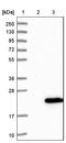 Receptor Accessory Protein 5 antibody, NBP1-86775, Novus Biologicals, Western Blot image 