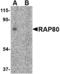 Receptor-associated protein 80 antibody, A06262, Boster Biological Technology, Western Blot image 