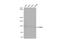 Damage Specific DNA Binding Protein 1 antibody, NBP1-33061, Novus Biologicals, Western Blot image 