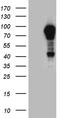 OTU Deubiquitinase 7B antibody, CF809517, Origene, Western Blot image 