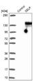 Selectin P antibody, NBP1-85745, Novus Biologicals, Western Blot image 