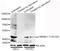 MAP kinase-interacting serine/threonine-protein kinase 1 antibody, STJ110872, St John