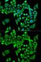 Protein Phosphatase 2 Scaffold Subunit Aalpha antibody, GTX33425, GeneTex, Immunofluorescence image 