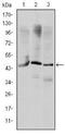 Orthodenticle Homeobox 2 antibody, NBP2-37596, Novus Biologicals, Western Blot image 