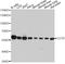 Chaperonin Containing TCP1 Subunit 8 antibody, A4449, ABclonal Technology, Western Blot image 