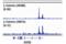 Catenin Beta 1 antibody, 8480T, Cell Signaling Technology, Chromatin Immunoprecipitation image 