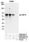 Ubiquitin Specific Peptidase 14 antibody, A300-919A, Bethyl Labs, Immunoprecipitation image 